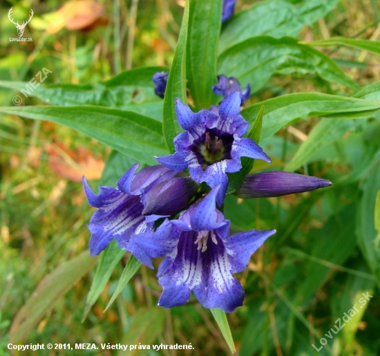 Horec luskáčovitý /Gentiana asclepiadea