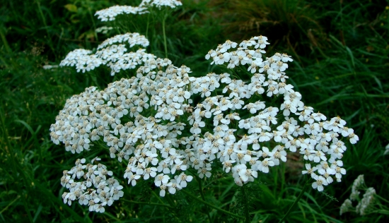 Rebríček obyčajný /Achillea millefolium