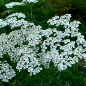 Rebríček obyčajný /Achillea millefolium
