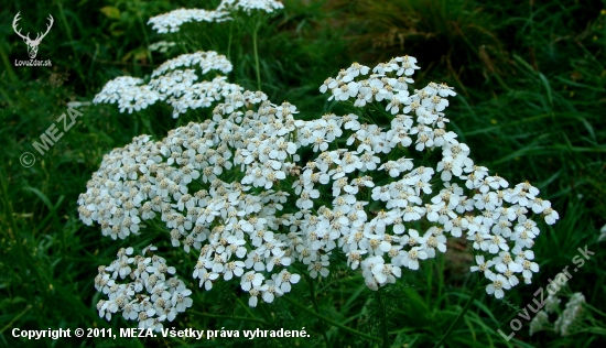 Rebríček obyčajný /Achillea millefolium