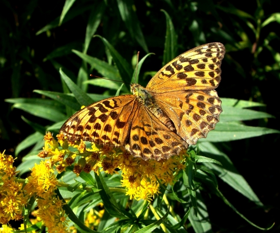 Perlovec striebristopásový /Argynnis paphia
