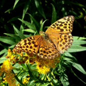 Perlovec striebristopásový /Argynnis paphia