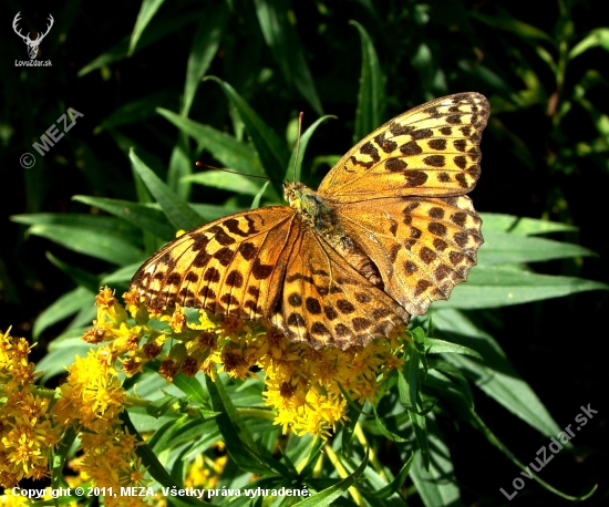 Perlovec striebristopásový /Argynnis paphia