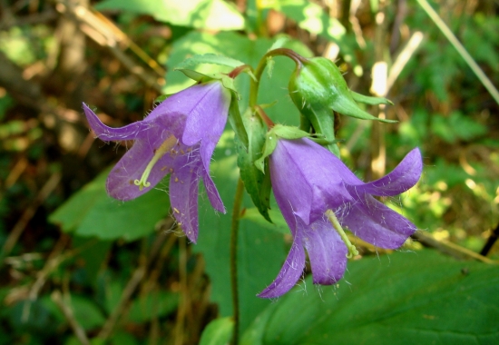 Zvonček pŕhľavolistý /Campanula trachelium