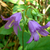 Zvonček pŕhľavolistý /Campanula trachelium