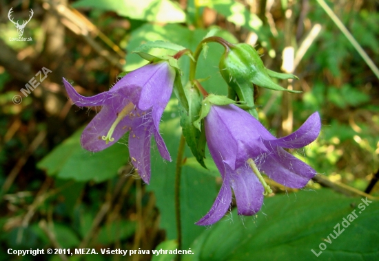 Zvonček pŕhľavolistý /Campanula trachelium