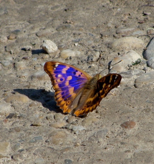 Dúhovec menší /Apatura ilia