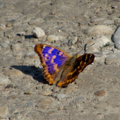 Dúhovec menší /Apatura ilia