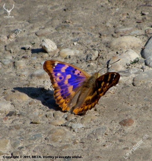 Dúhovec menší /Apatura ilia