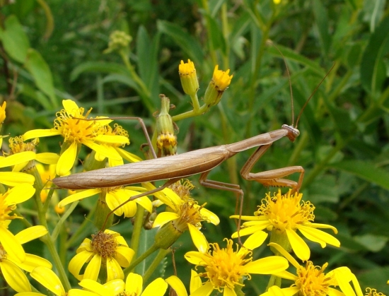 Modlivka hnedá /Mantis religiosa