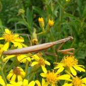 Modlivka hnedá /Mantis religiosa