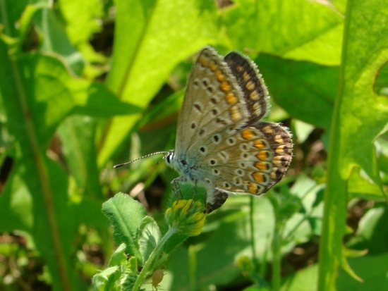 Modráčik obyčajný /Polyommatus icarus