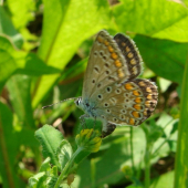 Modráčik obyčajný /Polyommatus icarus