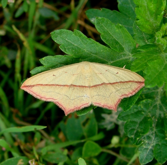 Piadica štiavcová/Timandra comae