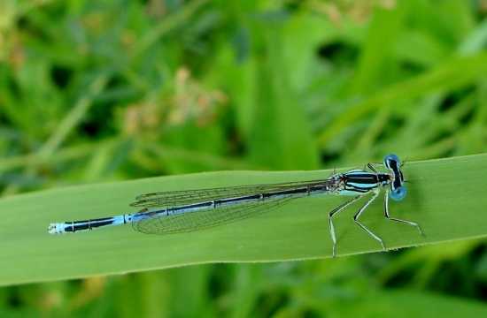 Šidielko ploskonohé /Platycnemis pennipes