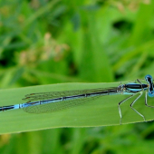 Šidielko ploskonohé /Platycnemis pennipes