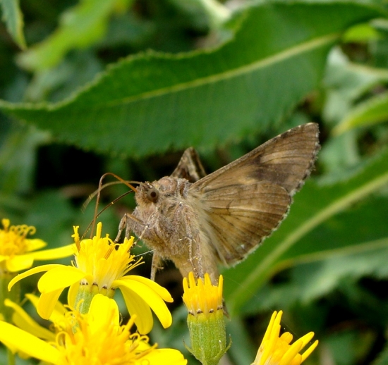 Sivkavec štetkový /Heliothis viriplaca