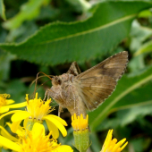 Sivkavec štetkový /Heliothis viriplaca
