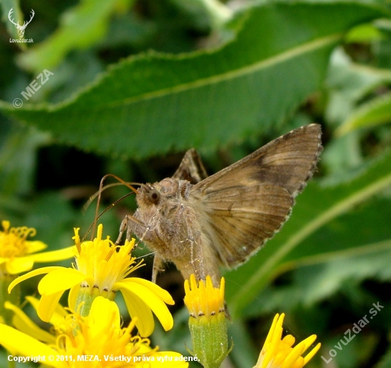 Sivkavec štetkový /Heliothis viriplaca