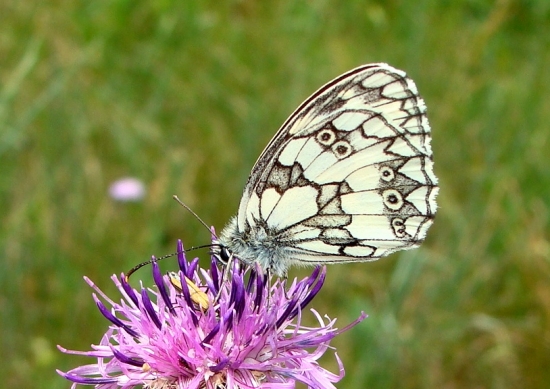 Očkáň timotejkový