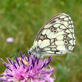 Očkáň timotejkový