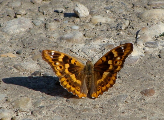 Dúhovec menší /Apatura ilia