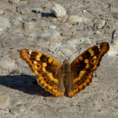 Dúhovec menší /Apatura ilia