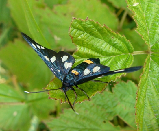 Bieloškvrnáč púpavový