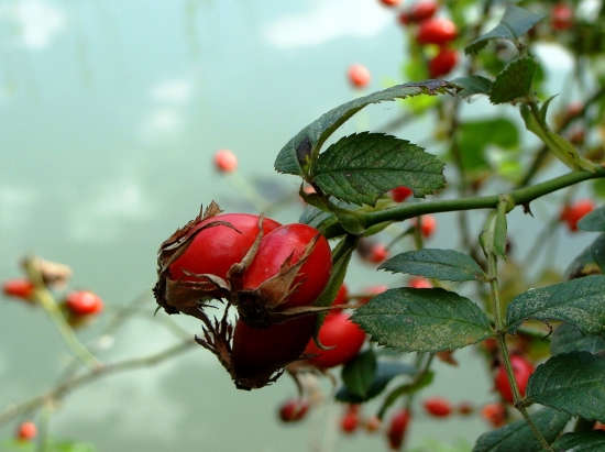 jesenný čas šípok...