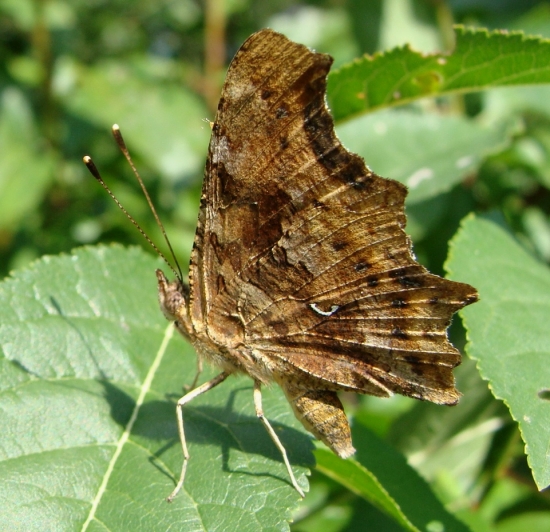 babôčka zubatokrídla