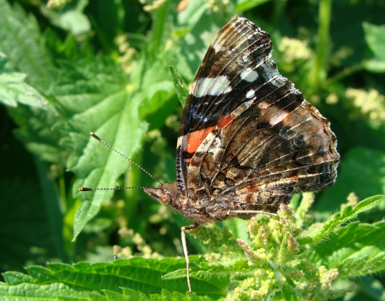 Babôčka admirálska