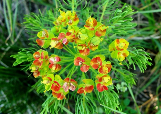 mliečnik chvojkový