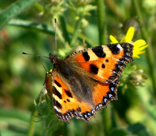 babôčka pŕhľavová /Aglais urticae