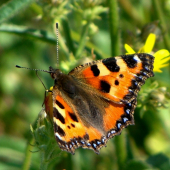 babôčka pŕhľavová /Aglais urticae