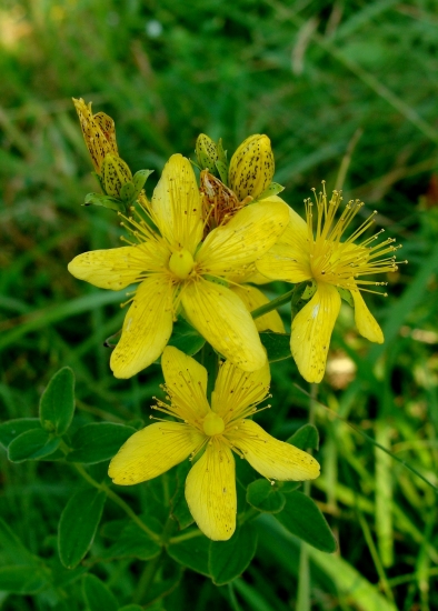 ľubovník bodkovaný