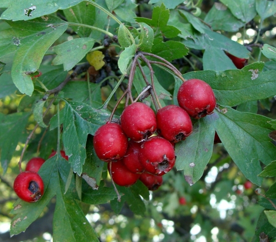 ..v jesennom období