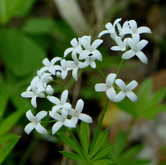 Lipkavec marinkový /Galium odoratum