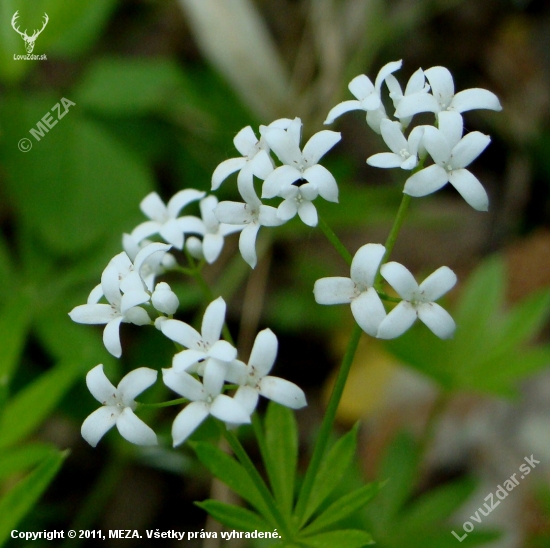 Lipkavec marinkový /Galium odoratum