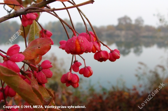 novembrový bršlen