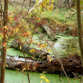 zátišie pri Malom Dunaji