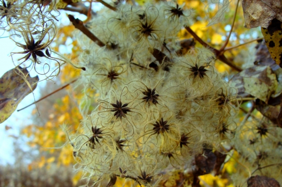 jesenné impresie...