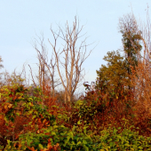 vo farbách jesene...