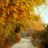 jesennou prírodou...