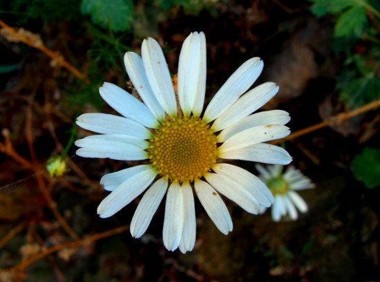 jesenný parumanček