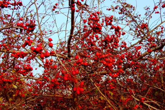 jesenné dozrievanie...