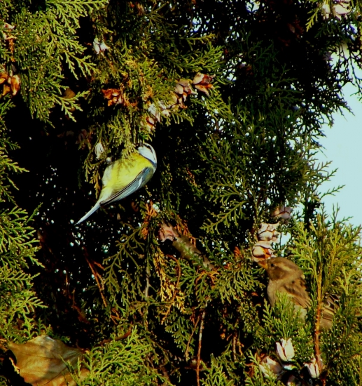 vtáčatká znášanlivé...