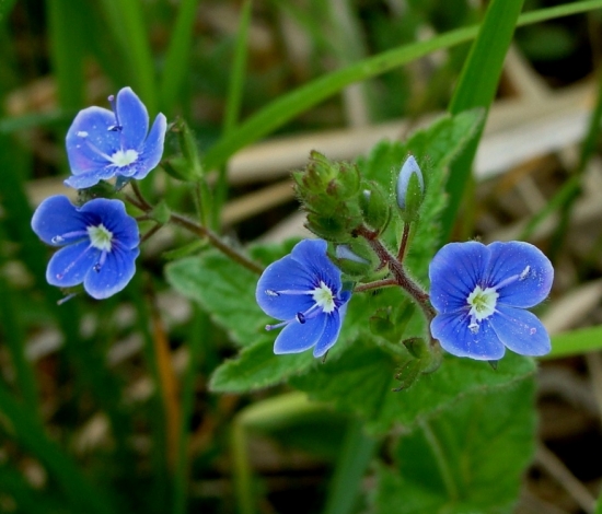 veronika obyčajná
