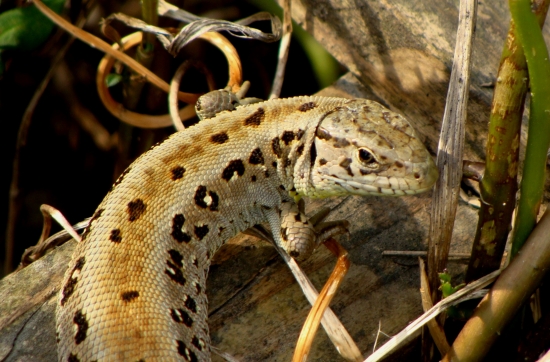 jašterica obyčajná