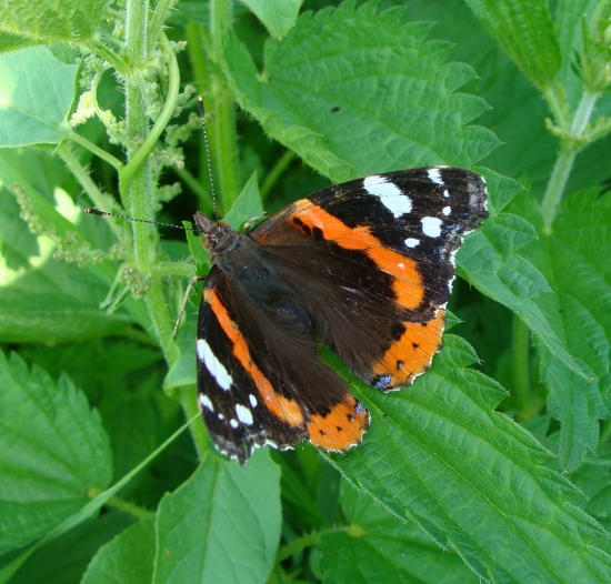 babôčka admirálska