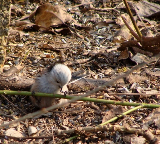 mlynárka dlhochvostá